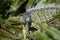 Green Iguana Looking at the Camera with Spikes and Dewlap