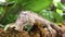 Green Iguana lying on a branch