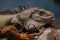 Green iguana macro