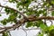 Green iguana, male, orange color, on seagrape Coccoloba uvifera tree branch - Topeekeegee Yugnee TY Park,