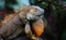 Green iguana male posing with mating color