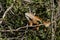 A green iguana peeking from a tree