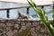 Green iguana perched on wall