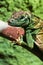 Green Iguana portrait