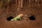 Green iguana, portrait of orange and green big lizard near the river nest hole. Animal in the nature tropical river habitat,