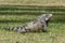 A green iguana posing in the grass in Curacao