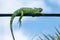 Green iguana on a power line - Pembroke Pines, Florida, USA