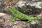 Green Iguana Profile Big Lizard