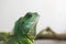 Green iguana profile detail. Lizard`s head close-up view. Small wild animal looks like a dragon