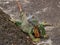 A green iguana with a red tail sits on the ground on a gray stone