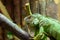 Green Iguana Reptile Portrait