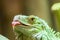 Green Iguana Reptile Portrait