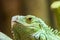 Green Iguana Reptile Portrait