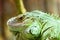 Green Iguana Reptile Portrait