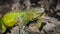 Green Iguana Reptile Wildlife Predator