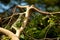 Green iguana rests on a branch. lizard