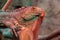 Green iguana, side view. Colorful detail, isolated.