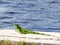 Green iguana on the side of water