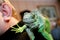 A green iguana sits on a human shoulder, close up