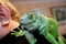 A green iguana sits on a human shoulder, close up