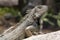 Green iguana sitting on a rock in the countryside, Aruba, Caribbean