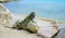 Green Iguana sitting on a rock looking at the sea