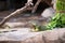 Green iguana sitting still on the rocky ground.