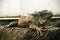 Green iguana sitting still on wooden plate bending its head.