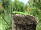 The green iguana sunbathing