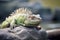 green iguana sunbathing on brown rocks