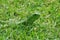 Green Iguana in Thick Grass
