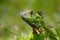 Green Iguana in Tortuguero National Park