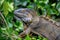 Green Iguana in Tortuguero National Park