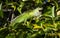 Green iguana in tree