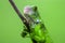 Green iguana on a tree branch with a funny pose 1