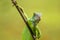 Green iguana on a tree branch with a funny pose