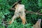 Green iguana in a tree - large species of lizard - central America â€“ Costa Rica