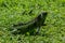 Green Iguana Walks Through Green Grass