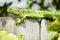 Green iguana on wall