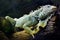 A green iguana was resting on a cob wood after a meal