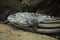 Green Iguana in wild nature