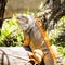 Green Iguana on wood