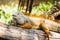 Green Iguana on wood