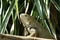 Green iguana on wood