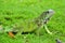 Green IguanaIguana iguana