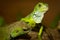 Green iguanas