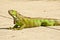 Green Iguanas reptile, stretching out on concrete road, sunning