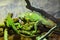 Green iguanas in their environment