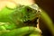 Green Iguanas walking on ground in a zoo