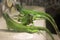 Green Iguanas walking on ground in a zoo